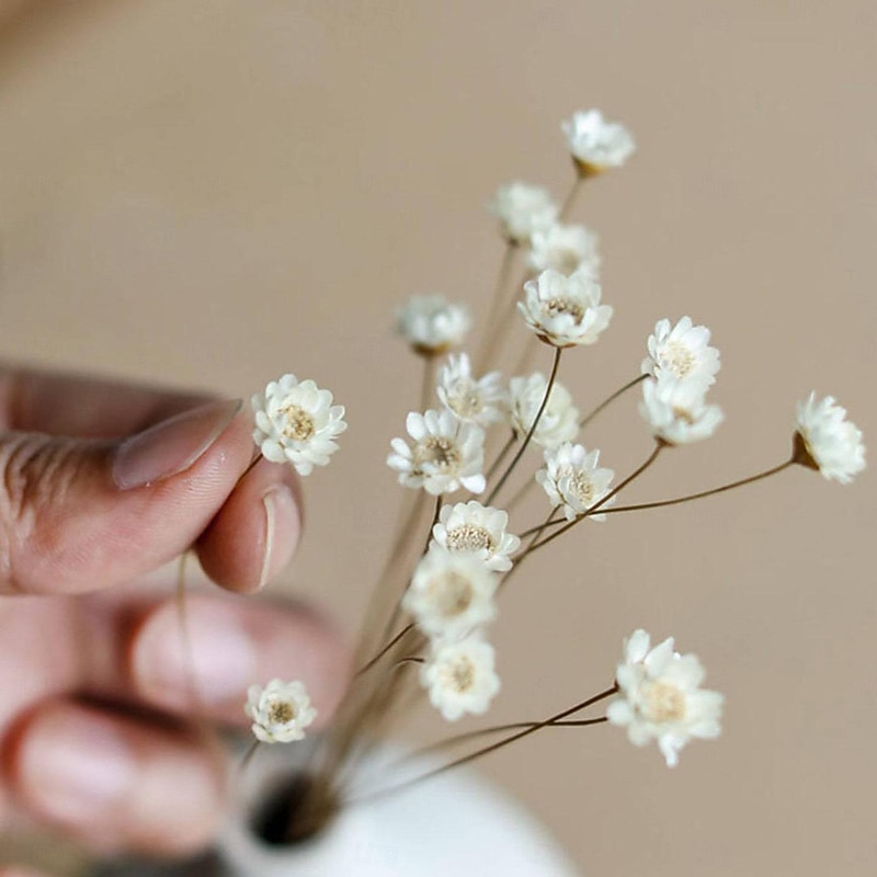 50 Stems Star Flower Blossom in White, Dried Flowers, Wedding Decor, Home Decor, Dried Flowers, Floral Arrangements, Wedding Flowers3