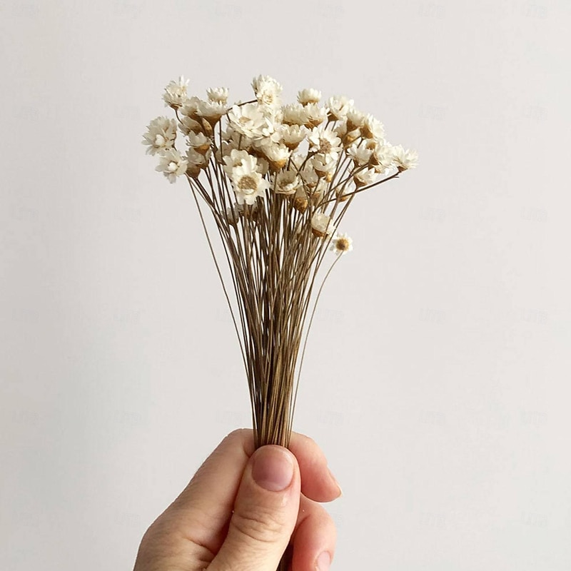 50 Stems Star Flower Blossom in White, Dried Flowers, Wedding Decor, Home Decor, Dried Flowers, Floral Arrangements, Wedding Flowers2