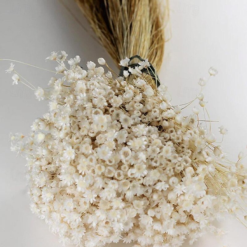 50 Stems Star Flower Blossom in White, Dried Flowers, Wedding Decor, Home Decor, Dried Flowers, Floral Arrangements, Wedding Flowers