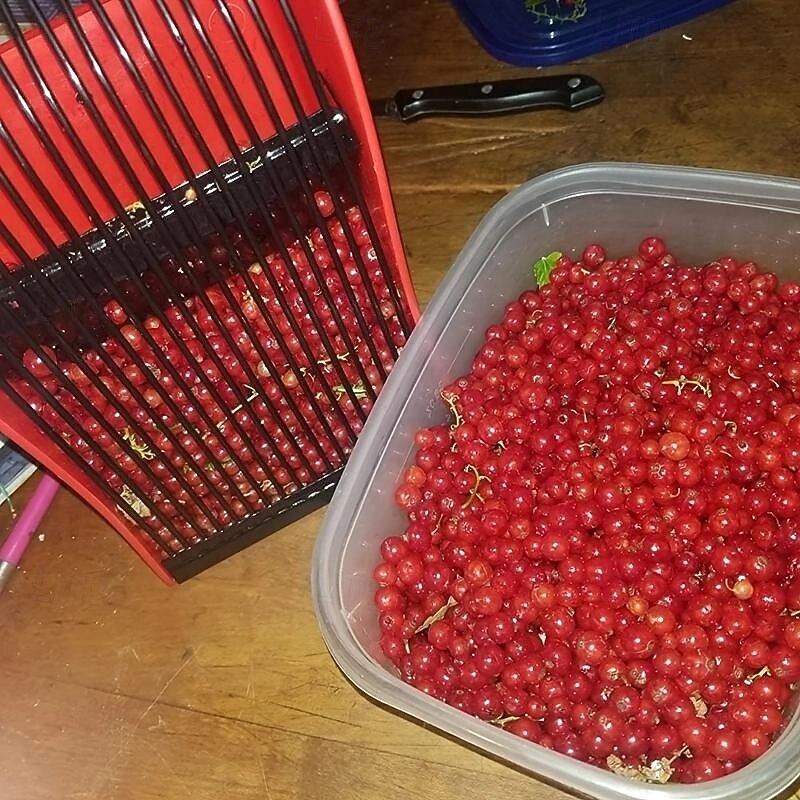 Berry Picker, Berry Pickers and Rakes with Metallic Comb and Ergonomic Handle for Easier Berry Picking, Blueberry Rake Scoop for Blueberries, Lingonberries and Huckleberries4