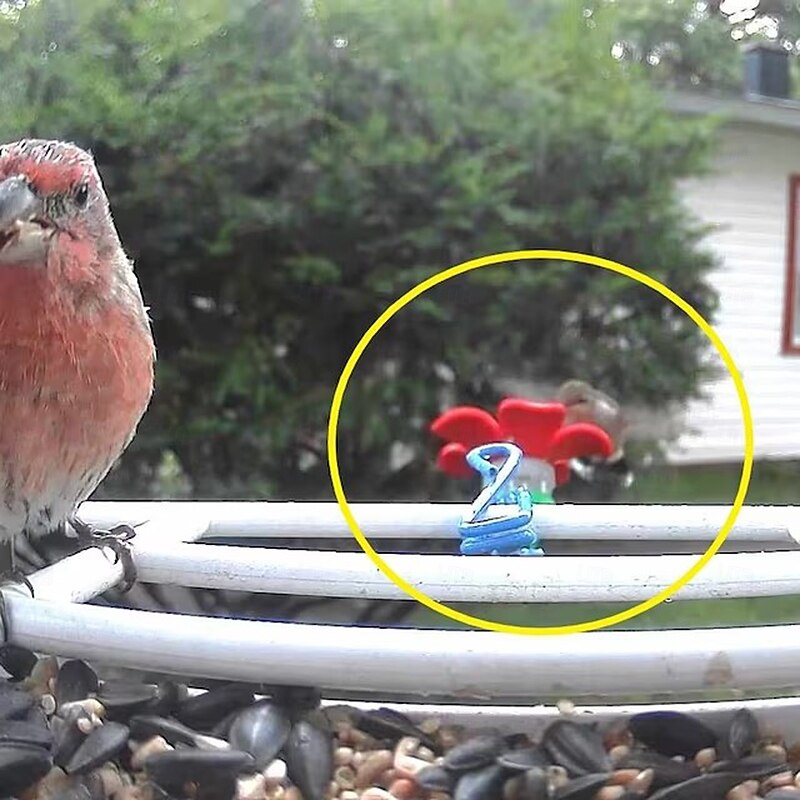 Hat Hummingbird Feeder, Mini Hummingbird Feeder with Random Color Clip,Easy to Clean and Refill Plastic Humming Bird Feeder3