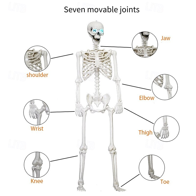 Poseable HALLOWEEN Life Size Decay Skeleton Human Prop Anatomy Quick Ship3