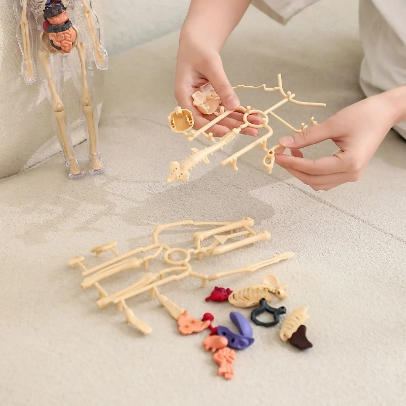 Clear Human Body Structure Model Educational Skeleton Anatomy Toy Kit Realistic Organ Body Part Assembly Science Teaching Aid Medical Learning Tool For Kids Adults2