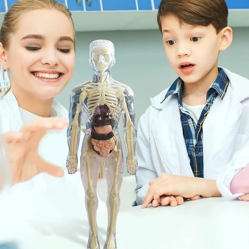 Clear Human Body Structure Model Educational Skeleton Anatomy Toy Kit Realistic Organ Body Part Assembly Science Teaching Aid Medical Learning Tool For Kids Adults4