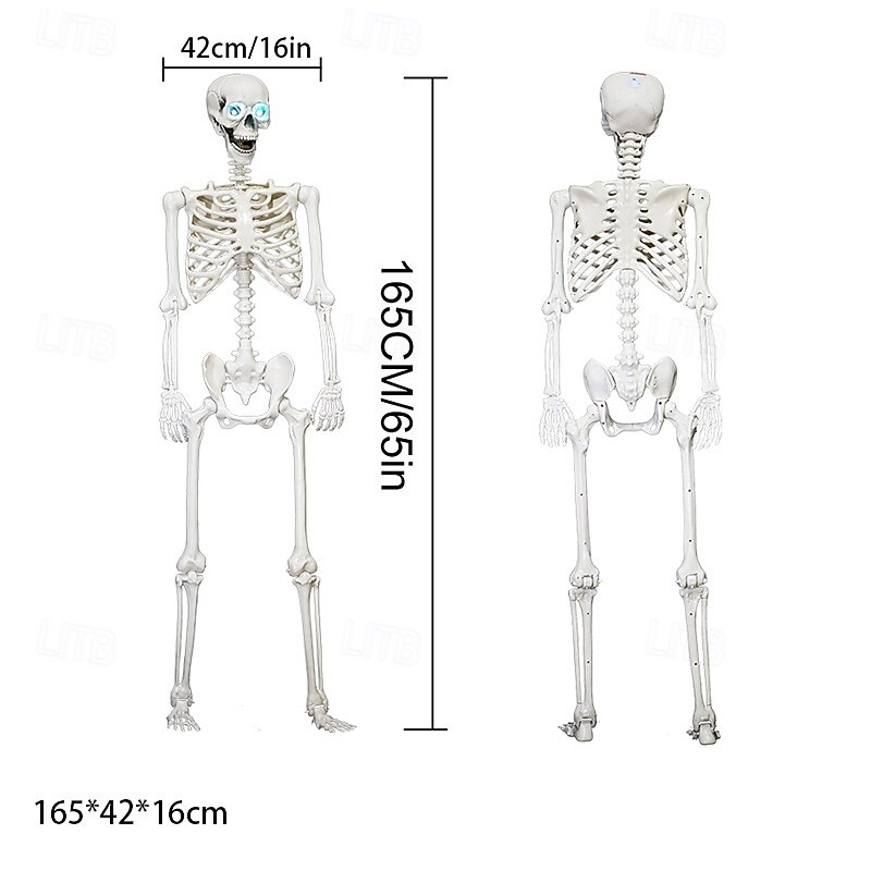 Poseable HALLOWEEN Life Size Decay Skeleton Human Prop Anatomy Quick Ship4