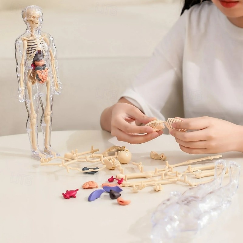 Clear Human Body Structure Model Educational Skeleton Anatomy Toy Kit Realistic Organ Body Part Assembly Science Teaching Aid Medical Learning Tool For Kids Adults