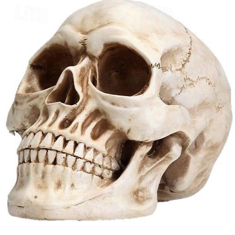 7.9In Life-Size Skull Halloween Party Decorations Human Head Model for Home Decoration Halloween Statue Adult Head Bone Model Party Table Centerpiece Home Decoration for Christmas Halloween De