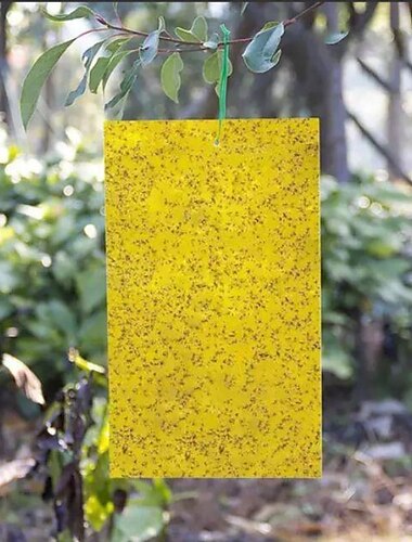  20 piezas trampa para moscas de la fruta tablero de gusano pegajoso invernadero tablero amarillo de doble cara pequeña trampa para moscas negra tablero de trampa amarillo y azul para el hogar agrícola thrips 20 * 15 cm