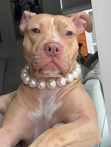  instagram collar de mascota cadena de perro correa de perro collar de perro collar de gato producto para mascotas perla collar de perro