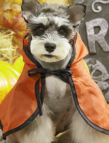  Honden Katten Mantel Halloween-outfit Modieus Stoer Winter Ademend Zacht Wasbaar Comfortabel Halloween Buiten Casual / Dagelijks Hondenkleding for Bichon Frise pomeranian kleine huisdieren Vlinder