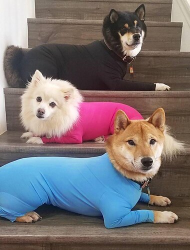  Prodotti per cani Prodotti per gatti T-shirt minimalista Informale Inverno Impermeabile Traspirante Morbido Lavabile Comodo Casual / quotidiano for Bichon Frise Pomeriana cuccioli Farfalla