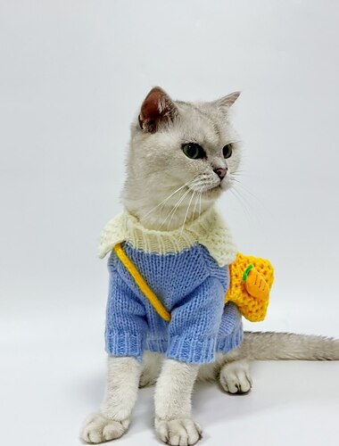  Hund Katt Tröjor Jumper Mode Ledigt Vinter Varm Andningsfunktion Mjuk Tvättbar Bekväm Utomhus Ledigt / vardag Hundkläder for Bichon Frisé Pommeran valpen eller det lilla husdjuret Fjäril Small