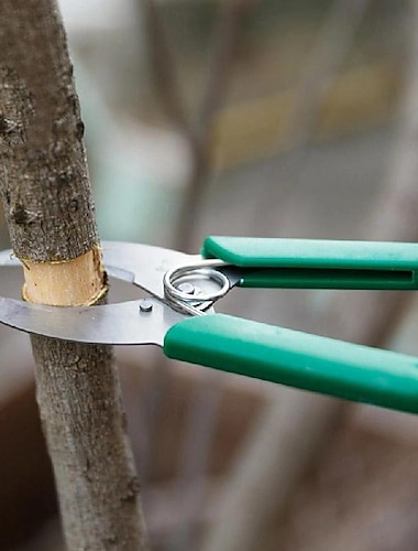  tuinieren fruitboom gordelmes, gordelschaar, zaailing druif gordelmes, schorssnijder, tuinboomgaard citrusgordelschaar