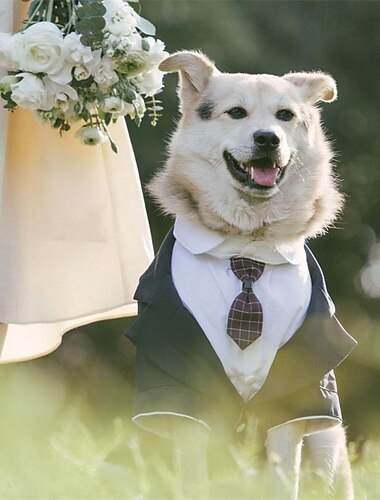  Prodotti per cani Prodotti per gatti Tuta Di tendenza Festa Inverno Traspirante Morbido Lavabile Comodo Esterno Casual / quotidiano Abbigliamento per cani for Bichon Frise Pomeriana cuccioli Farfalla