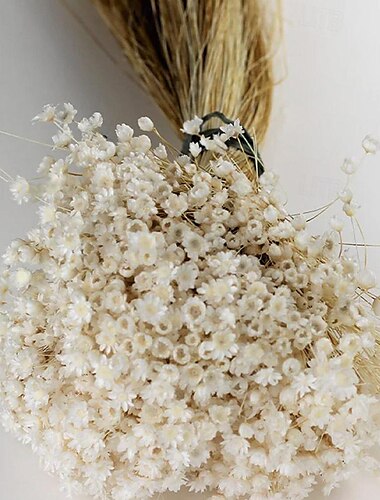  50 tiges fleur d'étoile en blanc, fleurs séchées, décoration de mariage, décoration intérieure, fleurs séchées, arrangements floraux, fleurs de mariage
