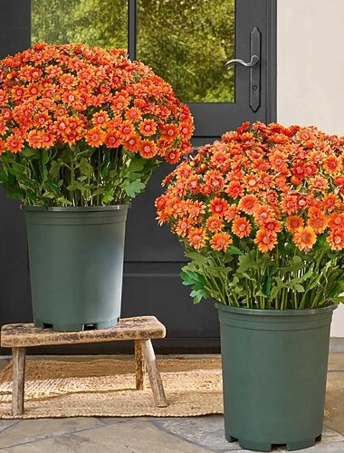  5 mazzi di crisantemi funsdecor, crisantemi artificiali al tramonto, fiori autunnali finti da esterno con margherite ed eucalipto, piante fiorite realistiche resistenti ai raggi UV, impermeabili, antivento, per giardino, veranda, patio