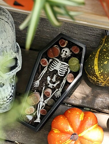  versatile fioriera gotica a forma di bara per piante grasse, caramelle &contenitore per gioielli - perfetto per Halloween &decorazioni pasquali per uso interno/esterno