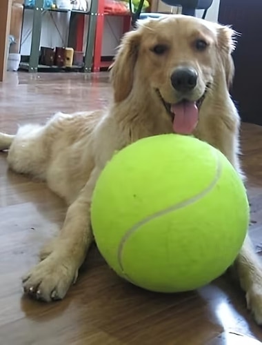  Balle de tennis géante gonflable de 24 cm (9,5 pouces) pour chien, jouet interactif pour l'entraînement. Balle de tennis géante de 24 cm avec pompe à air.