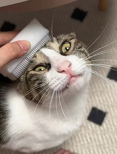 10 stuks katten- en hondenmassageborstel, huisdierhaarborstel, multifunctionele stofverwijderingsspons, reinigingsborstel met gesimuleerde kattentongkam