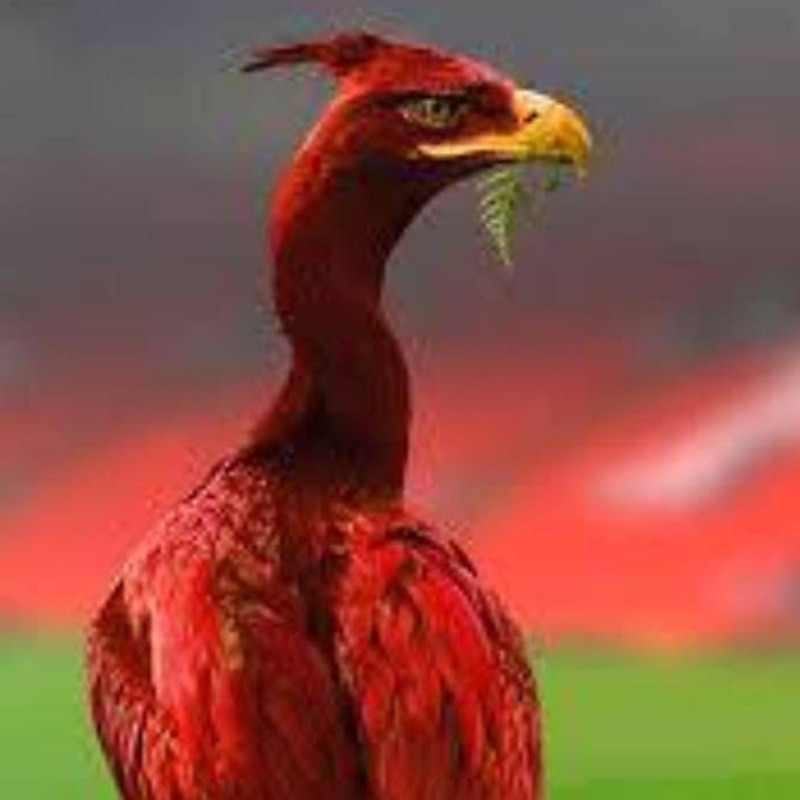 Ynwa204