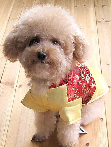 Traditional Chinese Style Suit for Dogs (XS - XXXL, Assorted Colors)