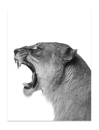 arte della parete stampe su tela pittura opera d'arte immagine animale leone decorazione della casa arredamento tela arrotolata senza cornice senza cornice non stirata