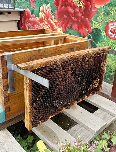 תומכי כוורת מנירוסטה 2 יחידות תומכים עמידים למסגרת כוורת מנירוסטה - אין צורך בחשמל או סוללות לגידול דבורים