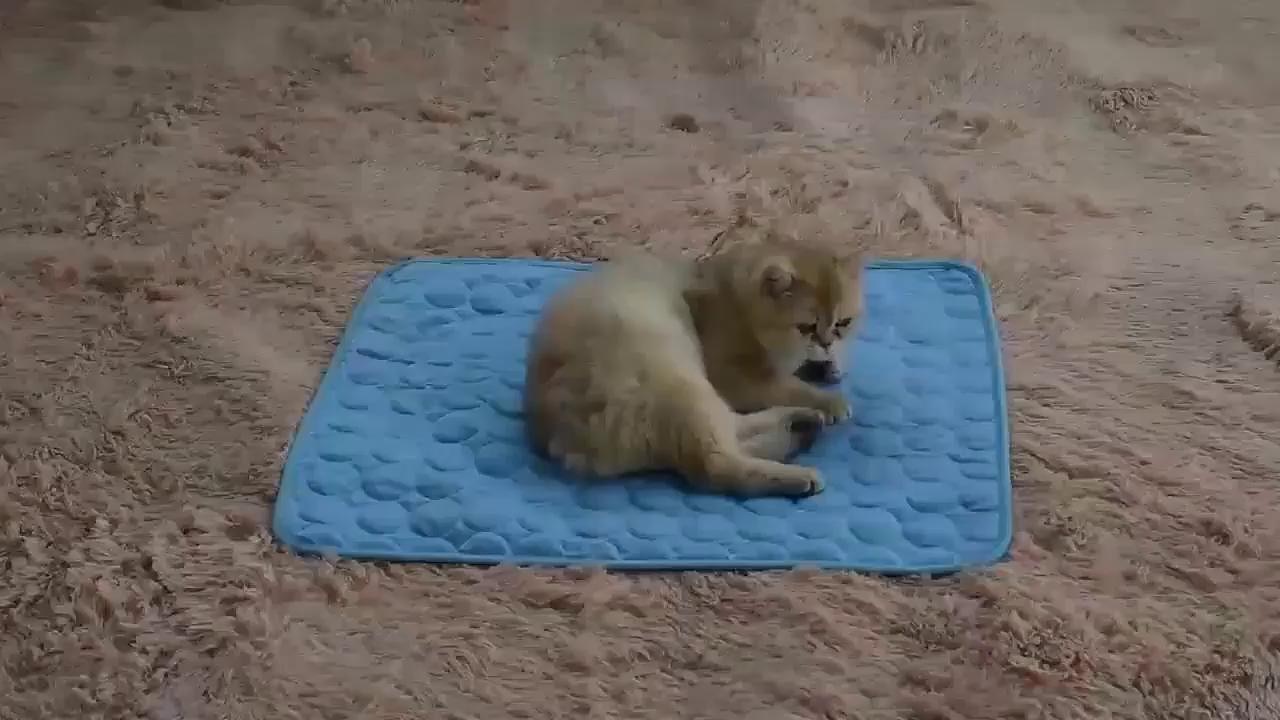play video