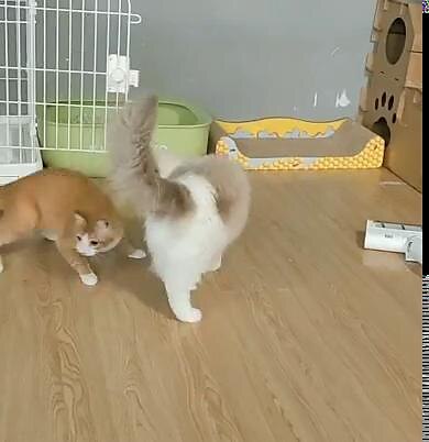 play video