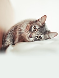 cheap cat accessories