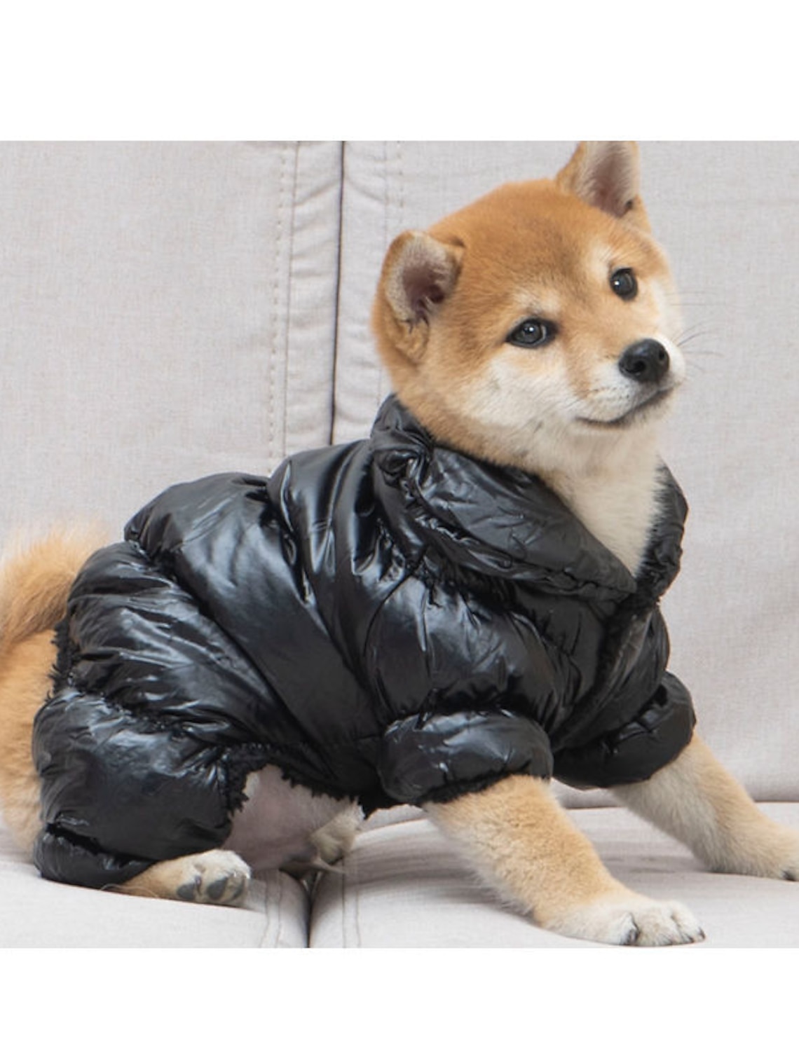 11 Best Dog Coats For Winter 2023