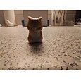 1pc Adorable Cat Doll Ornament Statue - Perfect Desktop Decoration, Toy Gift, and Room Accessory