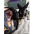 3D Dog Backpack with German Shepherd Print – Fun Animal School Bag for Boys, Girls, and Pet Lovers, Large Capacity Lightweight Bookbag for Back to School
