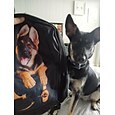 3D Dog Backpack with German Shepherd Print – Fun Animal School Bag for Boys, Girls, and Pet Lovers, Large Capacity Lightweight Bookbag for Back to School