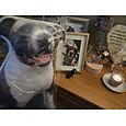 Cojín conmemorativo de mascotas personalizado - Suave abrazable impreso a doble cara lavable a mano diseño contemporáneo cierre de cremallera relleno de algodón cojín decorativo para todas las