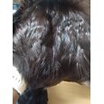 cheveux courts coupe de lutin perruque de cheveux synthétiques perruques courtes pour les femmes noires / blanches coupe de cheveux courte perruque cheveux synthétiques
