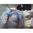 Hombre Animal Gracioso Camiseta Manga Corta Camiseta Impresión 3D Cuello Barco Camisa Exagerado Design Fiesta Festivos Azul Piscina Gris Verano Primavera Ropa S M L XL XXL XXXL