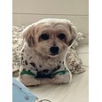 Cojín conmemorativo de mascotas personalizado - Suave abrazable impreso a doble cara lavable a mano diseño contemporáneo cierre de cremallera relleno de algodón cojín decorativo para todas las