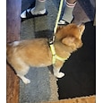 Correa para perros, arnés antitirones para perros, chaleco reflectante de nailon para perros, correa de entrenamiento, apto para perros pequeños.