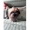 Cojín conmemorativo de mascotas personalizado - Suave abrazable impreso a doble cara lavable a mano diseño contemporáneo cierre de cremallera relleno de algodón cojín decorativo para todas las