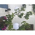 12 "zonne-energie lantaarns waterdichte outdoor nylon doek papieren lantaarnlampen tuin hangende papieren lantaarns