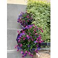 8 bundels kunstbloemen (morning glory), UV-bestendig en kleurecht. Dit kleurrijke kunstbloemenarrangement is geschikt voor binnen- en buitendecoratie en is perfect voor de tuin.