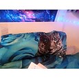 Halloween Schädel Skelett Schwarzlicht Wandteppich UV-Reaktiv Trippy Nebeliger Pilz Hängender Wandteppich Wandkunst Wandmalerei für Wohnzimmer Schlafzimmer Dekorationen