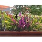 5 stk kunstige lavendelblomster boligdekoration udendørs simulering blomster planter dekorationer blomster buket bryllup dekoration