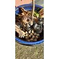 20 sztuk mini czaszki, halloween mała głowa szkieletu doniczka wystrój realistyczne czaszki rzemiosło dekoracje ogrodowe bonsai ozdoby na dziedzińcu